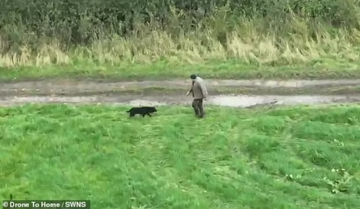 Хозяин нашел пропавшую слепую собаку с помощью дрона
