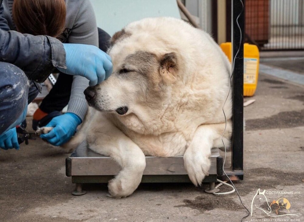 100-килограммового пса нашли в Нижнем Новгороде