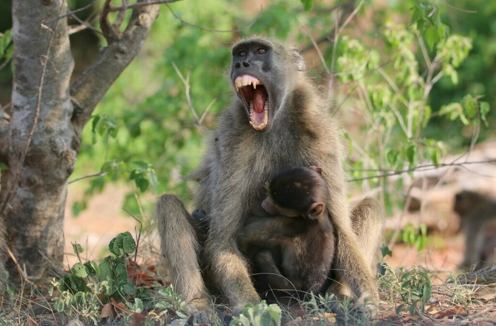 Медвежьи павианы: приматы, у которых зарождается привычное людям понимание семьи
