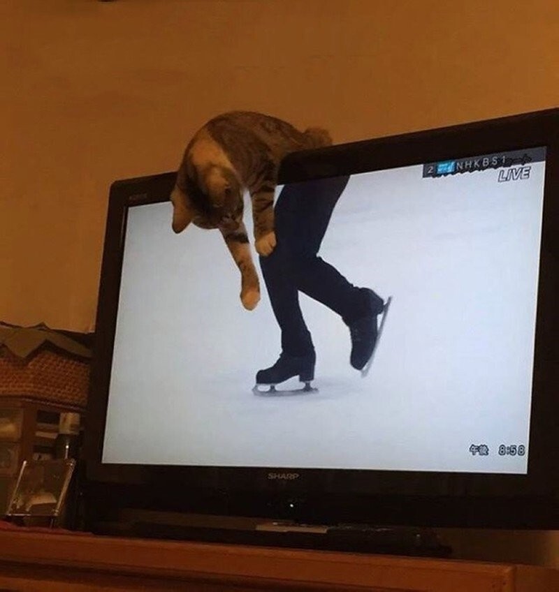 "Может быть мой кот хочет кататься на коньках?"