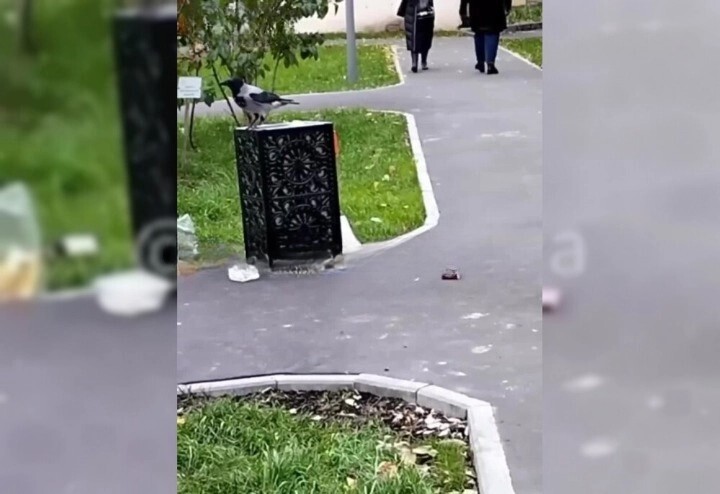 Маргинальная ворона завелась во дворе жилого дома на Якиманке