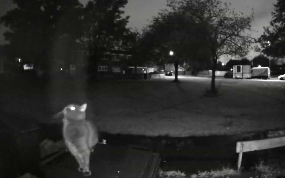 Домашний кот хотел устроить ночной тыгыдык соседям, но его планам не суждено было сбыться