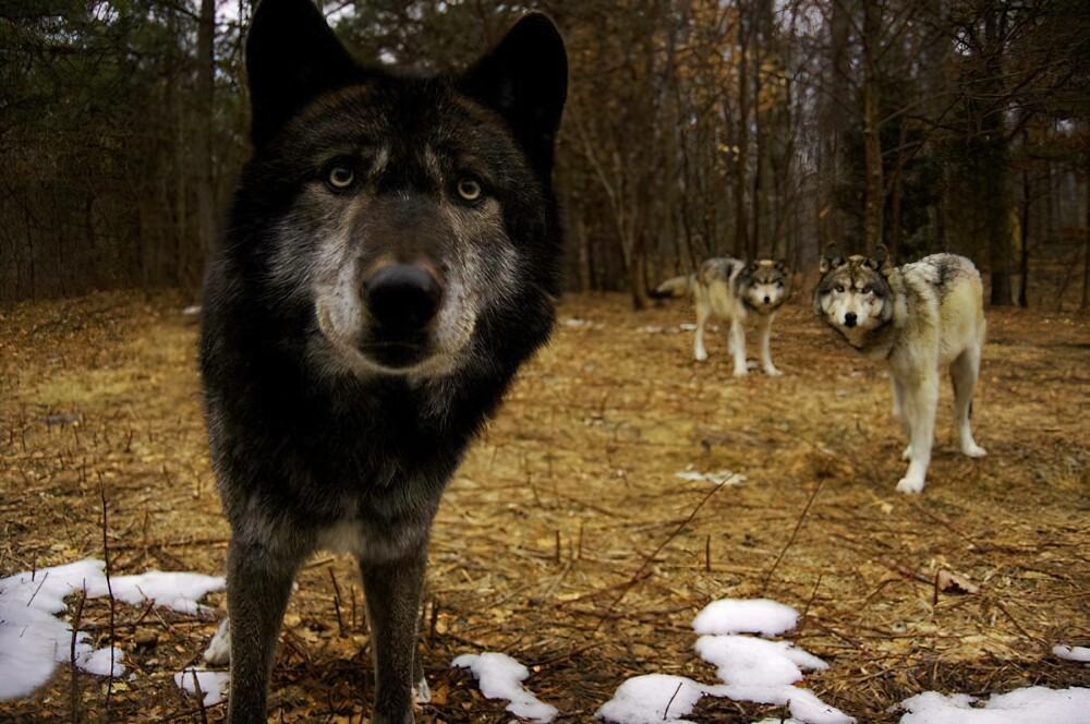 3. Любопытные волки с опаской осматривают фотоловушку (выглядит как обложка музыкального альбома)