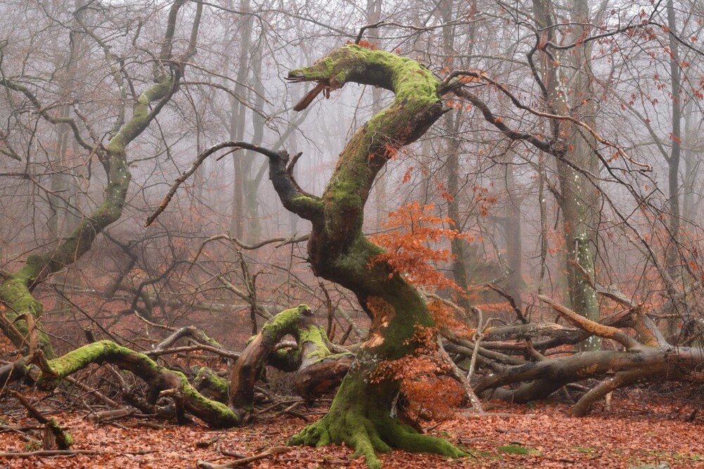 15. Дерево-дракон, Швеция
