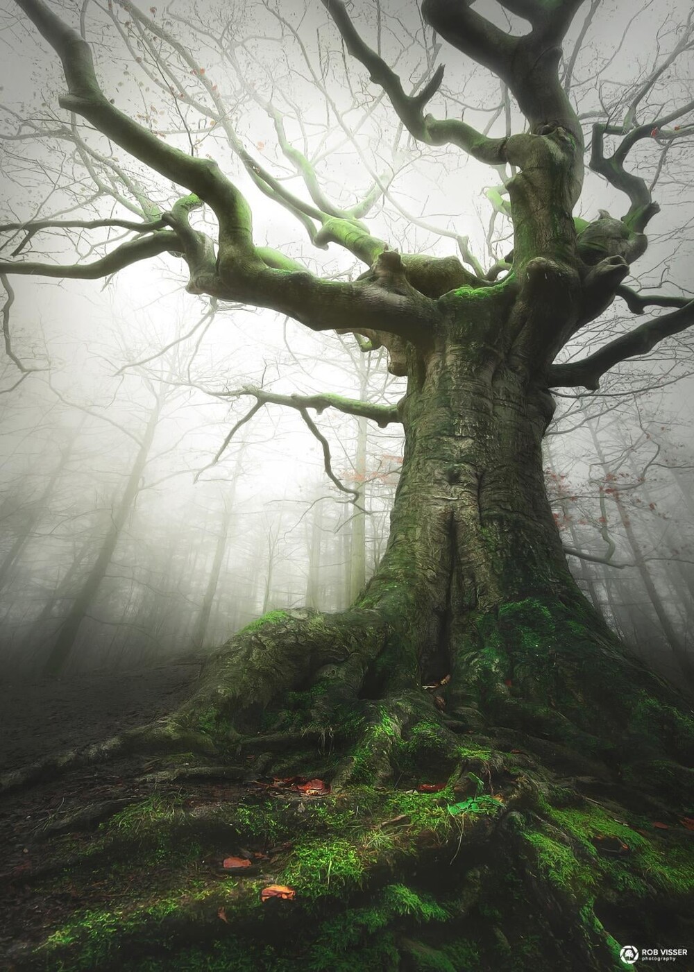 13. Ведьмино дерево, Нидерланды