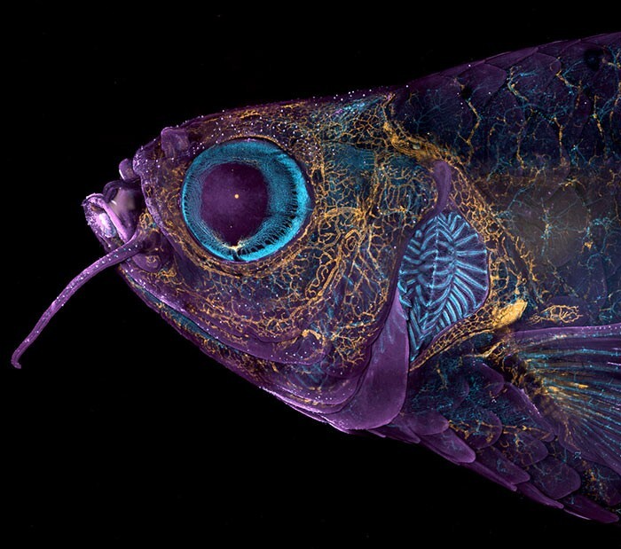 6. Флуоресцентная рыба данио-рерио, у которой видны кровеносные сосуды (синего цвета) и лимфатические сосуды (жёлтого). Фотограф Daniel Castranova