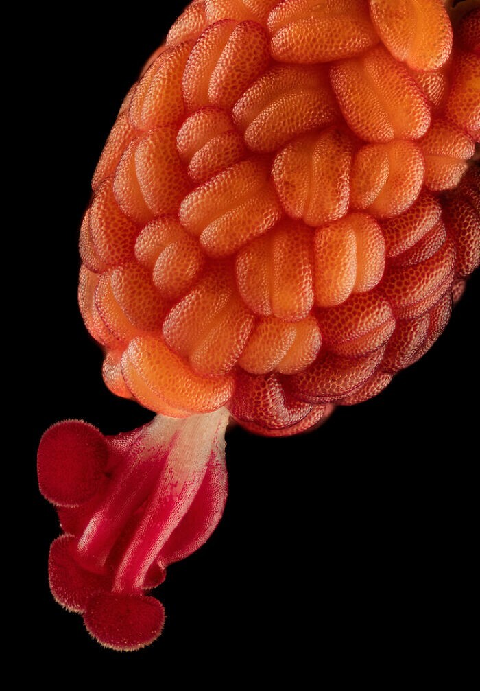 16. Развивающиеся тычинка и рыльце внутри цветка гибискуса. Фотограф Raghuram Annadana