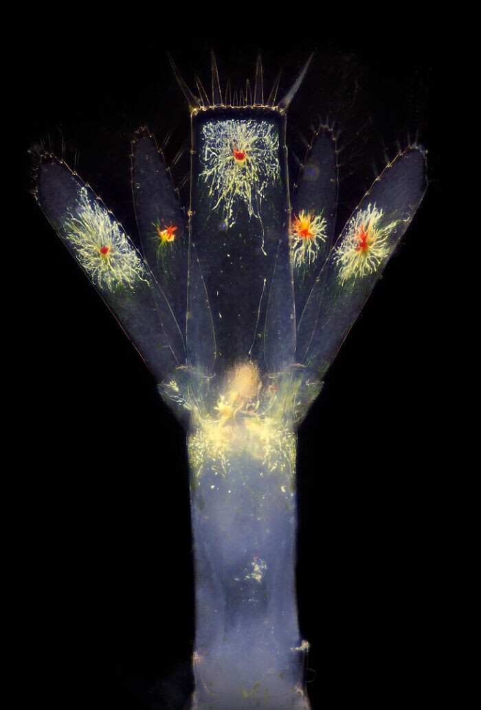 25. Хвост личинки планктонной креветки. Фотограф Ricardo Roberto Fernández Martínez