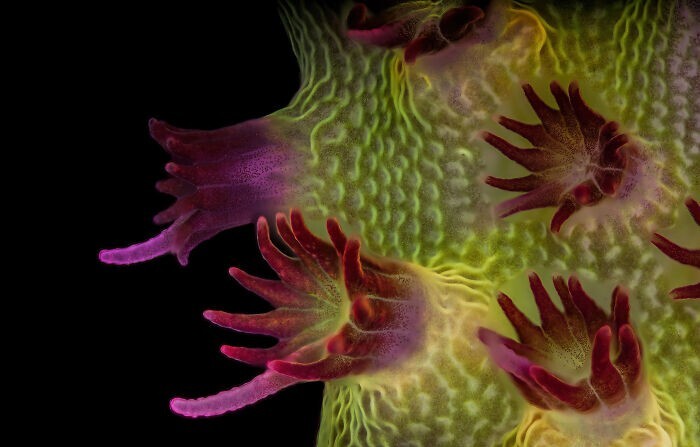 29. Акропора (полиповые кораллы). Фотограф - Dr. Pichaya Lertvilai