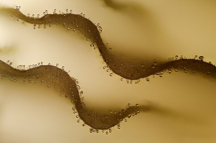 19. Жабры на нижней стороне шапки гриба, на которых видны спорофоры. Фотограф - Charles B. Krebs