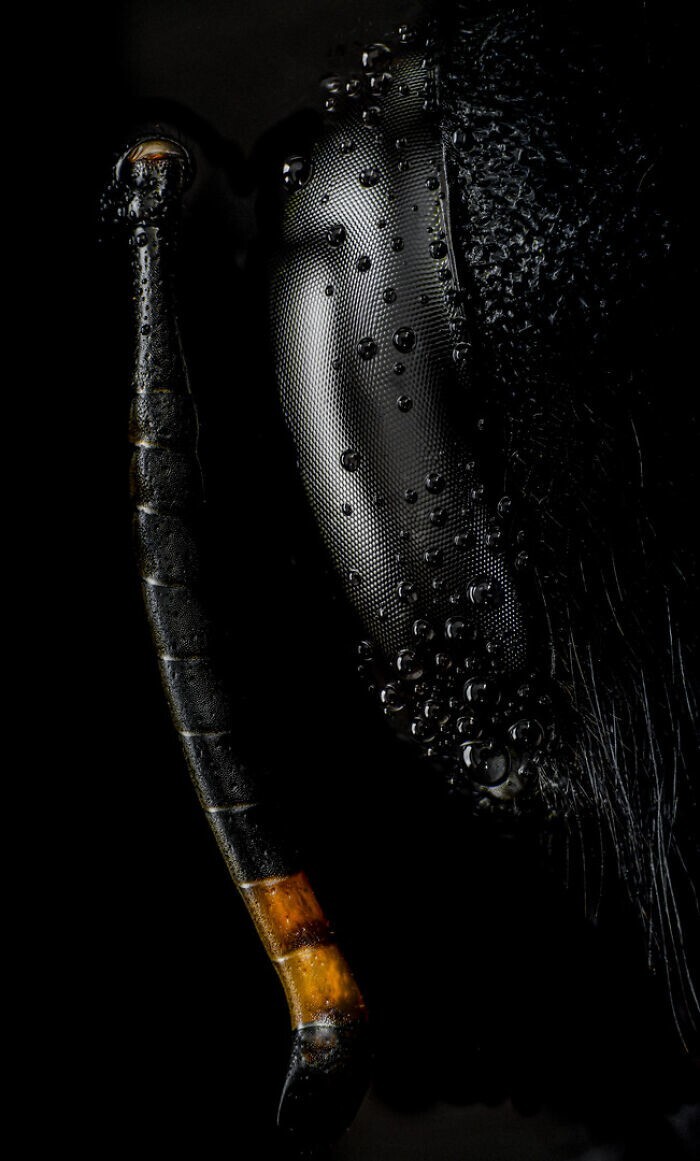 26. Голова и усик пчелы-плотника. Фотограф Ángel Navarro Gómez