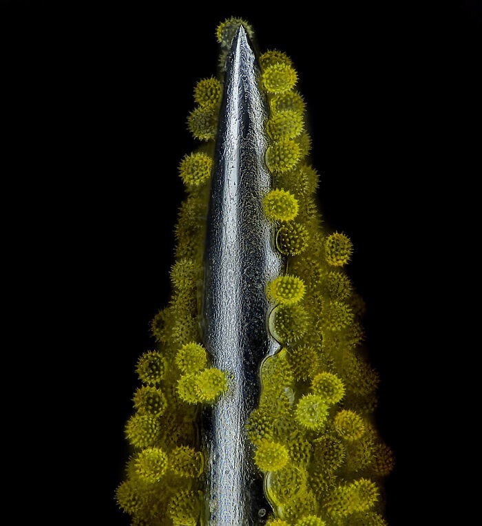 1. Пыльца подсолнуха на акупунктурной игле. Фотограф John-Oliver Dum