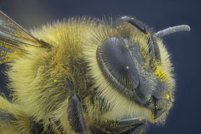 13. Пчела. Фотограф - Yusuf Ziya Öztürk