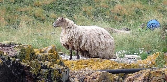 Люди волнуются за овцу-интроверта, которая живёт в горах