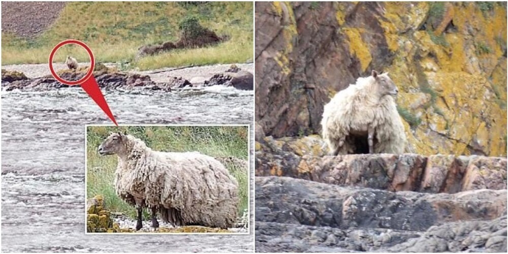 Люди волнуются за овцу-интроверта, которая живёт в горах