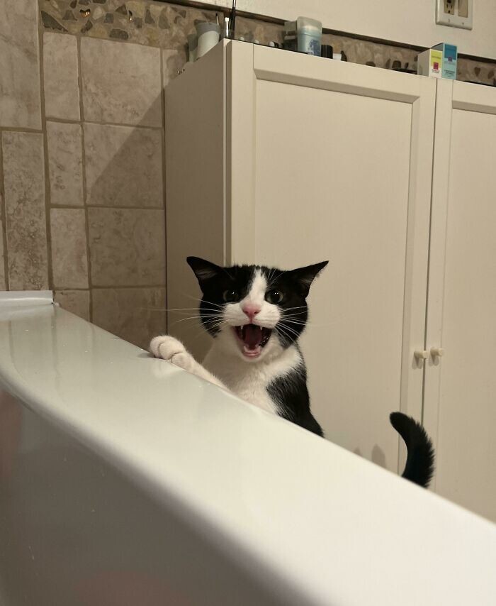 17. "А нашей кошке не по нраву, когда мы принимаем ванну"