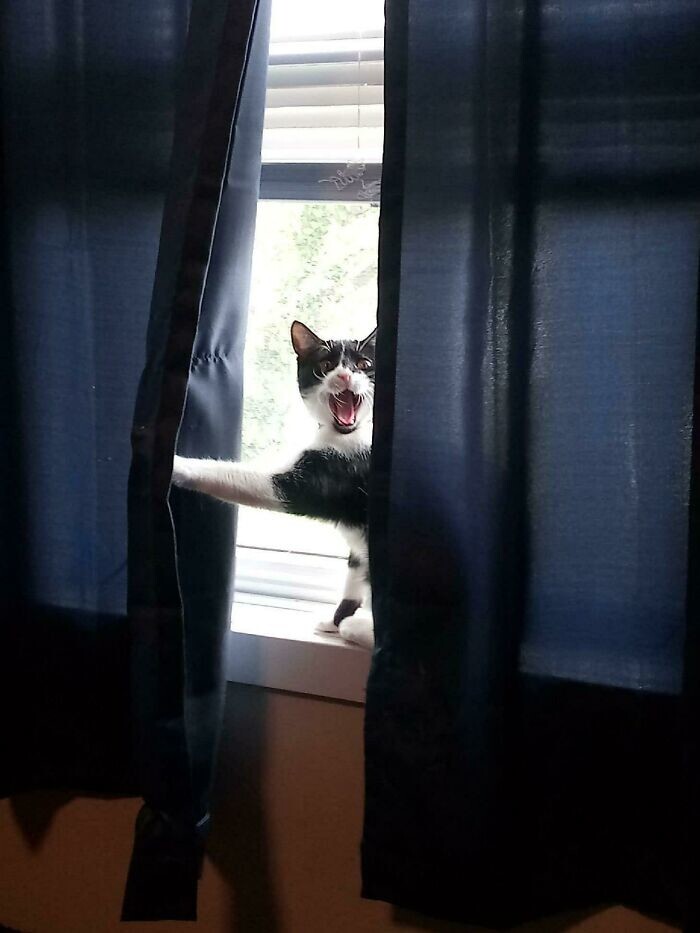 2. "Вот как наша кошка сообщает нам, что кто-то есть возле дома"