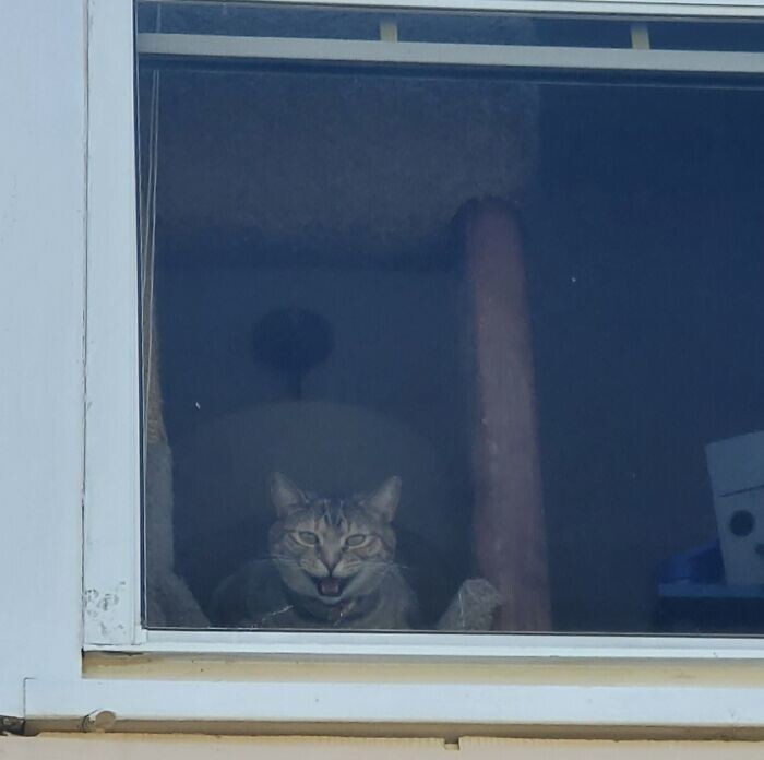 12. "Моя кошка всегда шипит на меня через окно, когда я выхожу во двор дома"