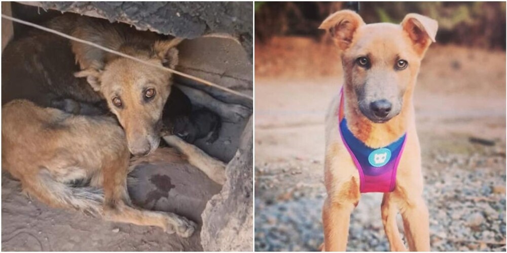 22 трогательных фото собак, которые преобразились после спасения