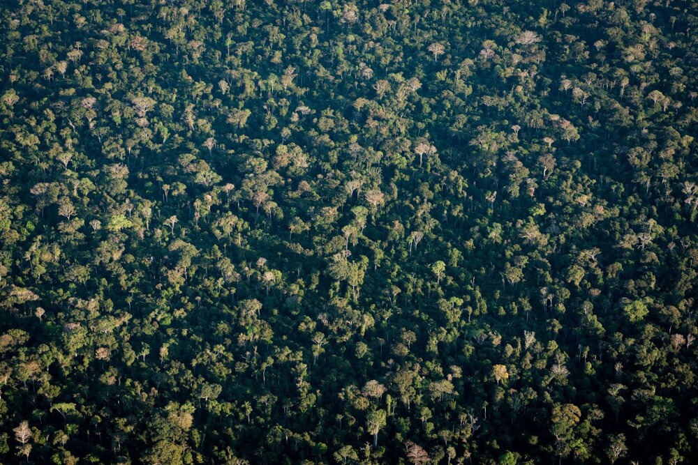 Исследователи Винисиус Перипато и Луис Арагао с помощью метода LIDAR (light detection and ranging) и аэроснимков Диего Гургеля открыли сокровище в тропических лесах Амазонки