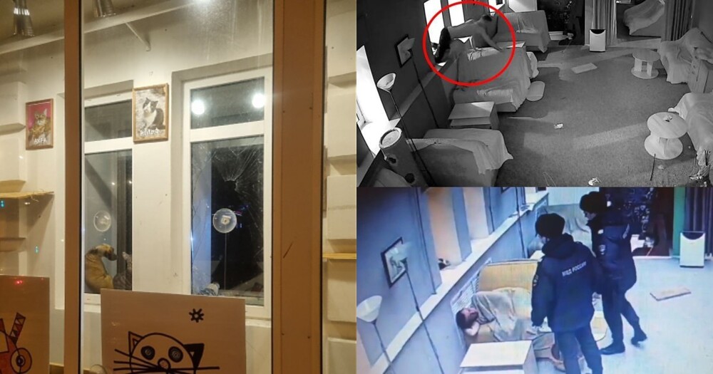 В Липецке полуголый парень разбил головой окно в котокафе, влез внутрь и уснул на диване