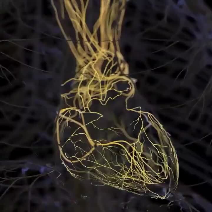 Распаковка нервной системы человека 