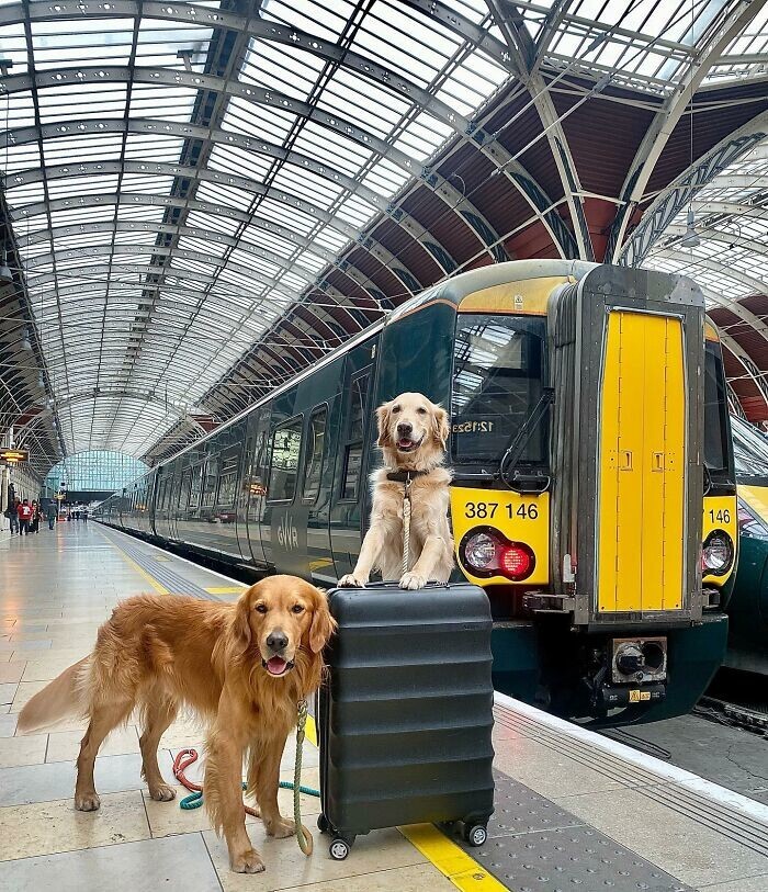 Очаровательный золотистый ретривер всегда находит новых друзей в поезде