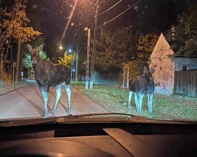 Намешалось