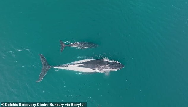 Стая дельфинов помогла китам вернуться на путь миграции