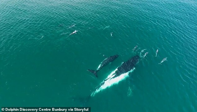 Стая дельфинов помогла китам вернуться на путь миграции