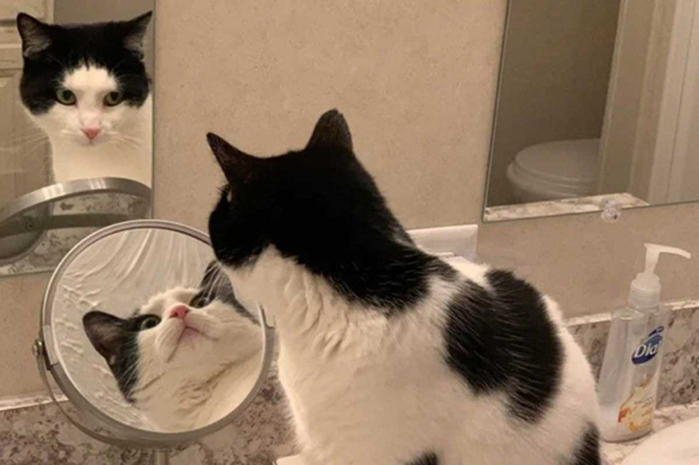 Почему кошки и собаки не узнают себя в зеркале?