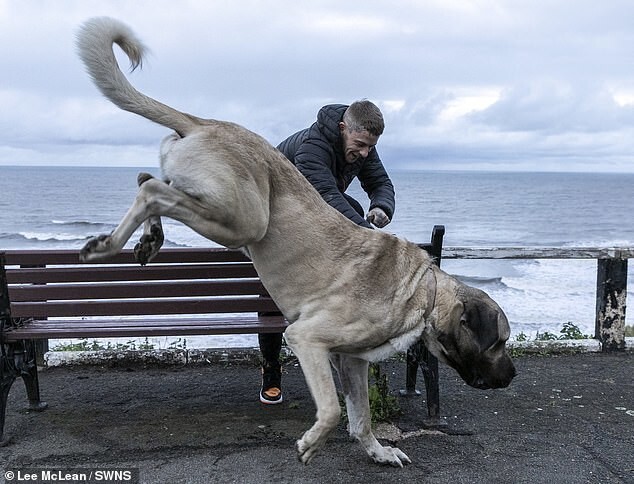 Самый высокий пёс Британии каждый день съедает целую курицу