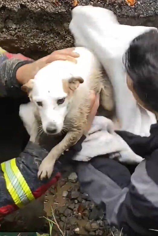 Пожарные спасли собаку — и потребовали у хозяина почти миллион рублей