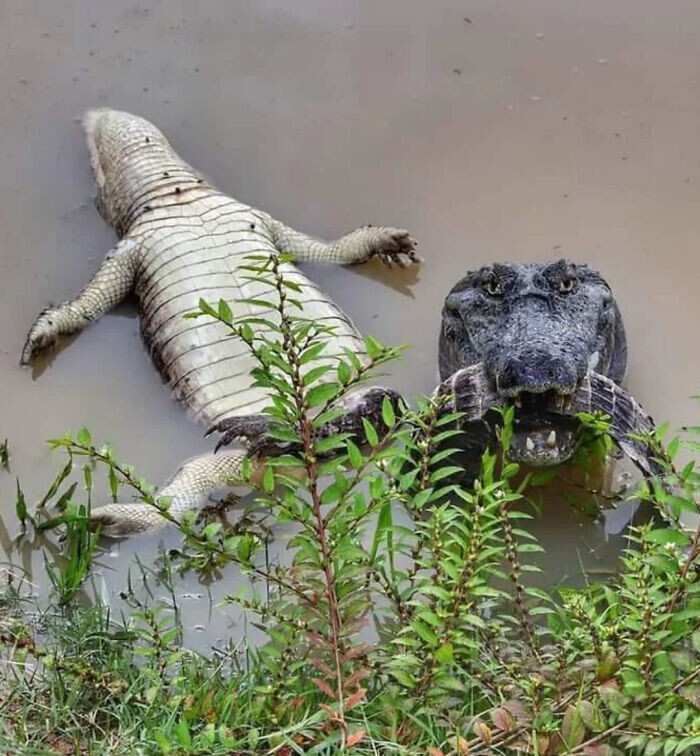 12. Крокодил-каннибал