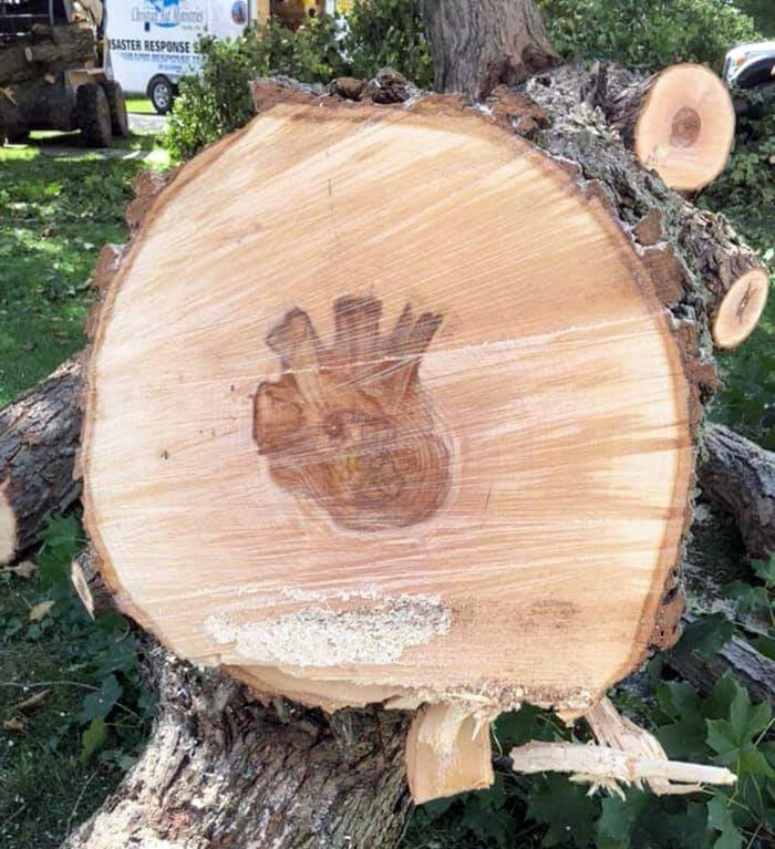 4. «Сердцевина этого дерева по форме напоминает человеческое сердце»