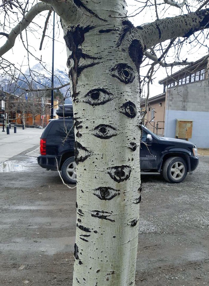 21. «Я нашёл дерево с глазами»