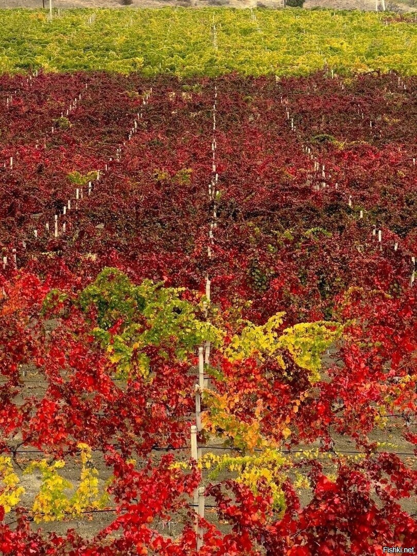 Осенние краски крымских виноградников