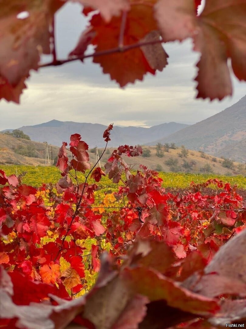 Осенние краски крымских виноградников