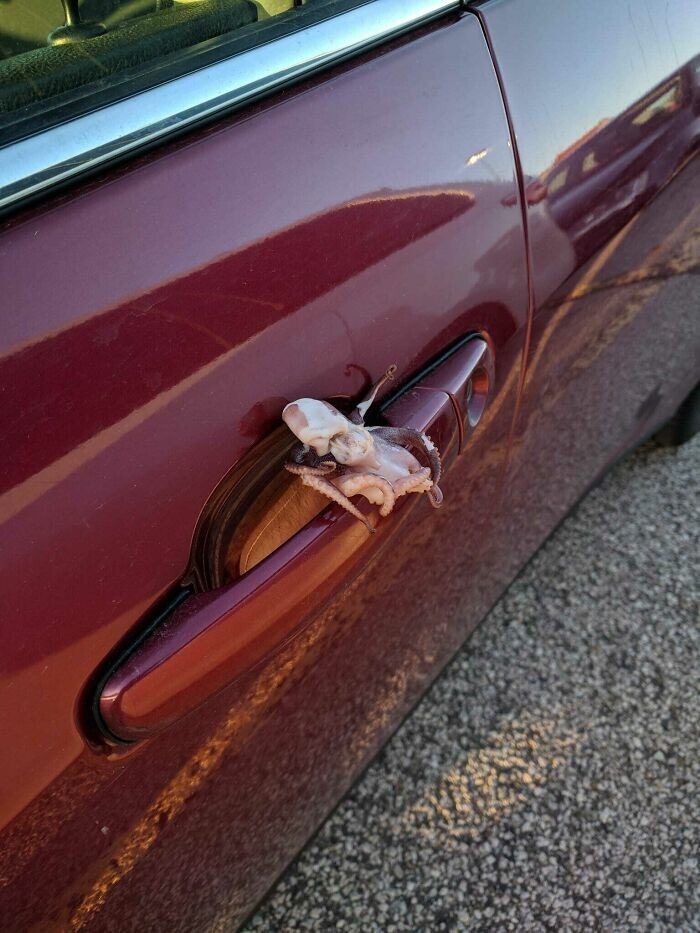 9. "Кто-то оставил осьминога на моей машине"