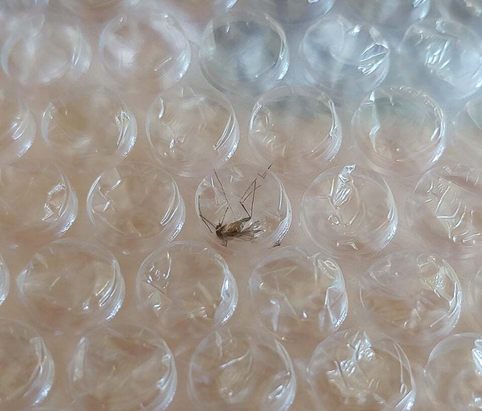 Комар идеально упаковался в пузырчатую пленку