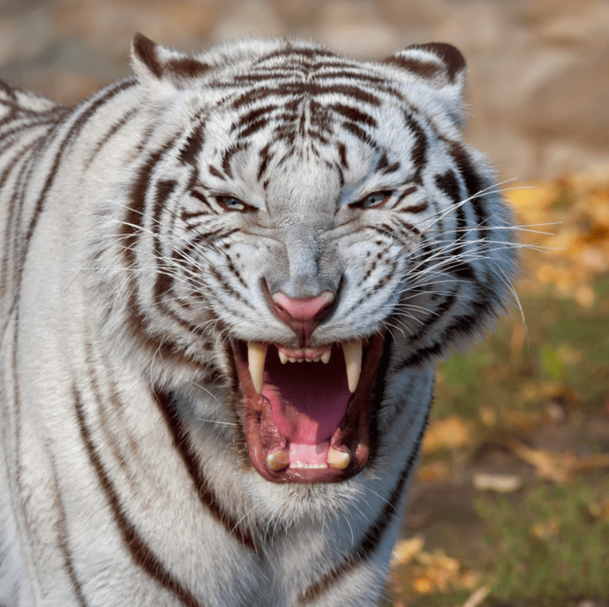 Бенгальский тигр — 12 место