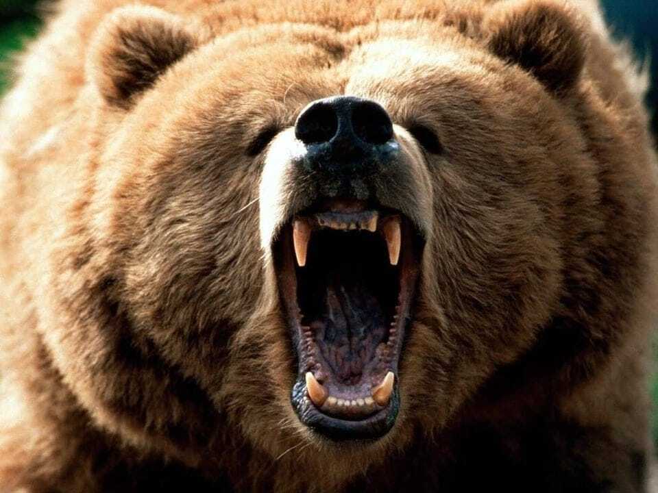 Медведь гризли — 8 место