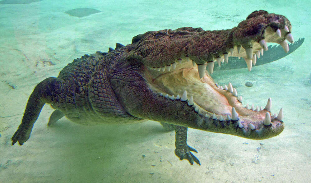 Морской крокодил — 2 место