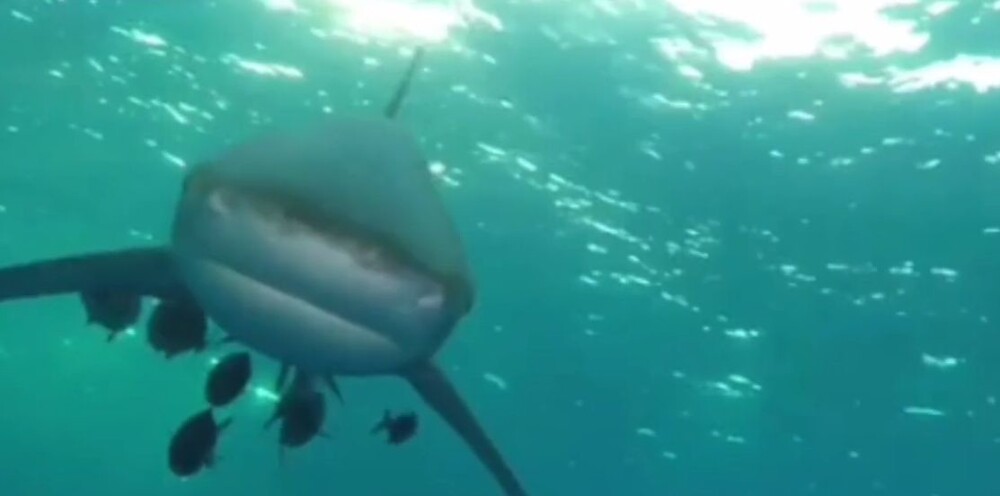 Одна из самых опасных акул в мире напала на дайвера у побережья Египта