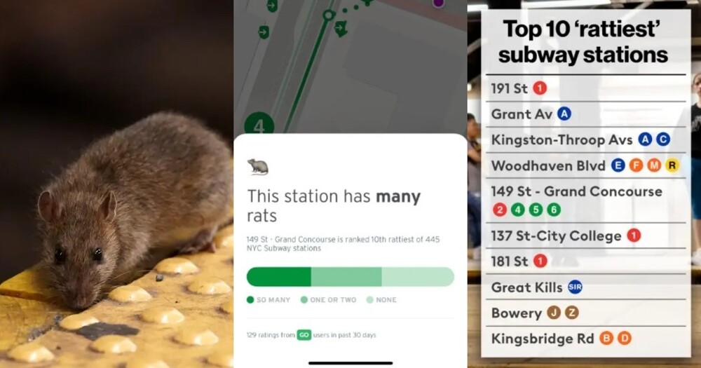 С заботой о людях: в американском приложении-навигаторе по метро стали помечать станции с большим количеством крыс