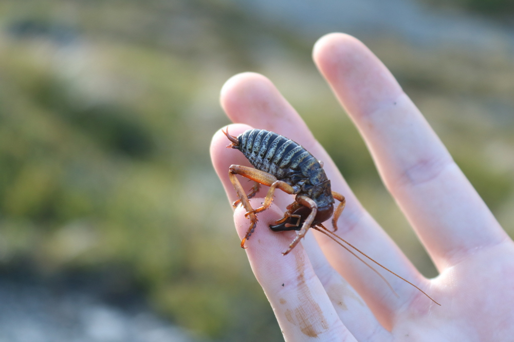 Горная каменная вета: фантастический жук из Новой Зеландии