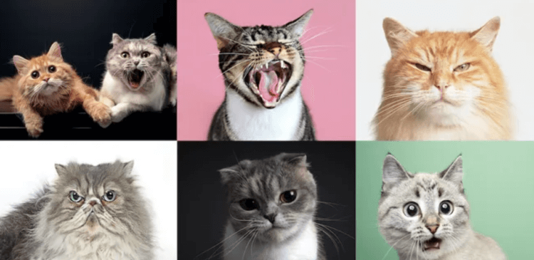 У кошек есть 300 выражений морды, которые они используют при общении