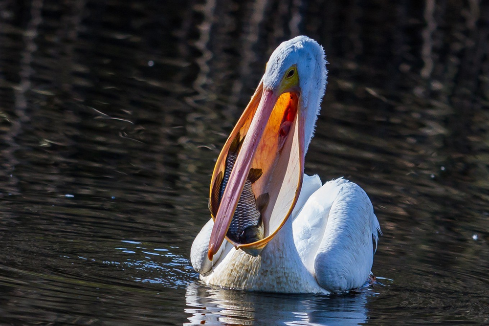 Американский пеликан: гигантская пасть и неуёмные аппетиты
