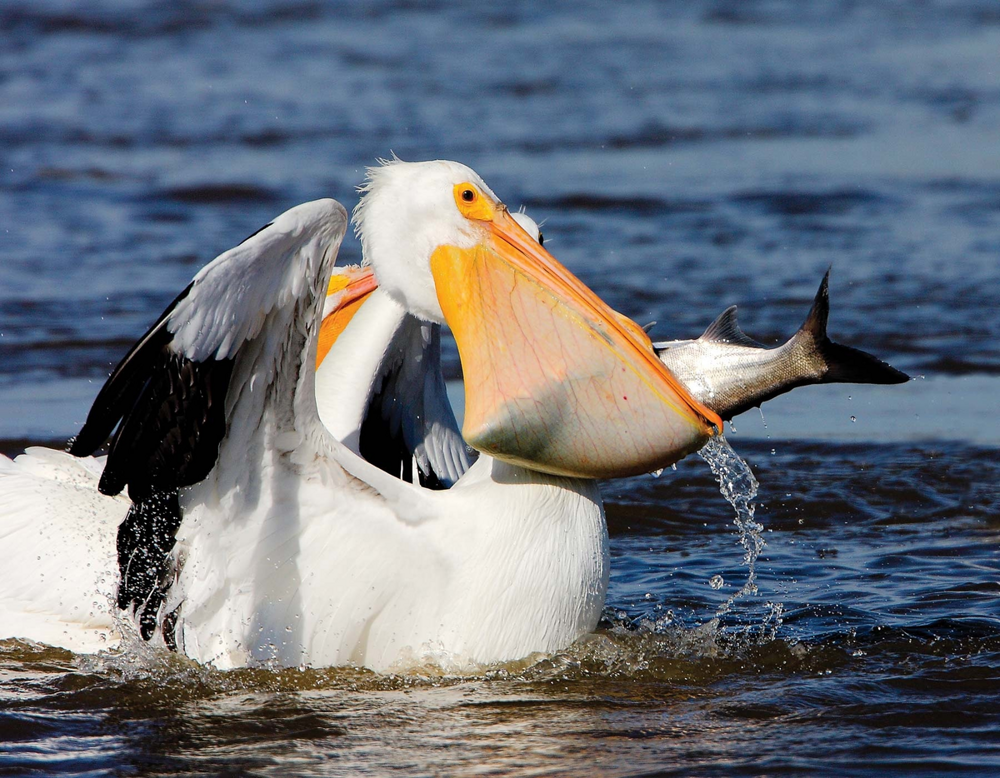 Американский пеликан: гигантская пасть и неуёмные аппетиты