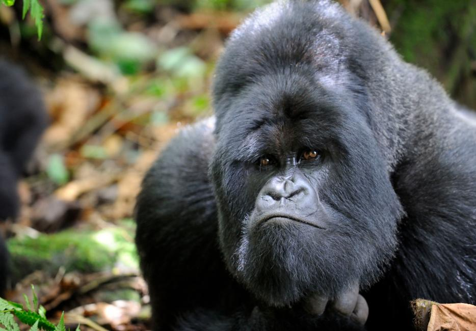 Горная горилла: они живут высоко в горах, и их осталось всего 1000